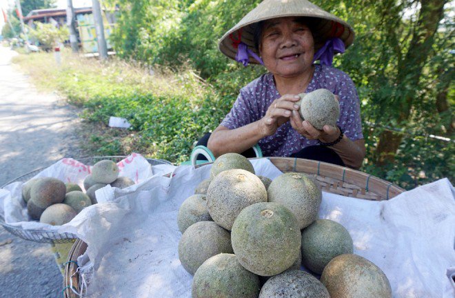 Trái quách là loại quả quen thuộc của người dân miền Tây.