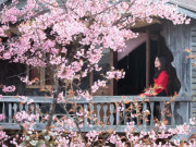 Xem ăn chơi - Mai anh đào nở rộ ở Đà Lạt giữa trời se lạnh, mỗi năm chỉ có một lần