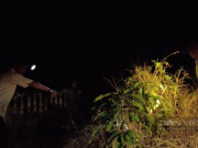 Tiêu dùng - Con đặc sản ví như "lộc trời" ở An Giang, ban đêm dân đi bắt, nhà giàu cũng muốn mua