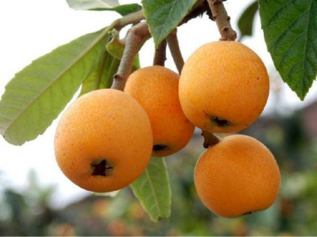 Loại quả có vị đặc biệt trở thành đặc sản được người giàu ưa chuộng,  giá cao ngất ngưởng 4.000.000/kg