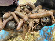 Tiêu dùng - Loài ở Việt Nam nhìn khiếp sợ nhưng là đặc sản 900.000/kg, đi săn kiếm tiền triệu mỗi ngày