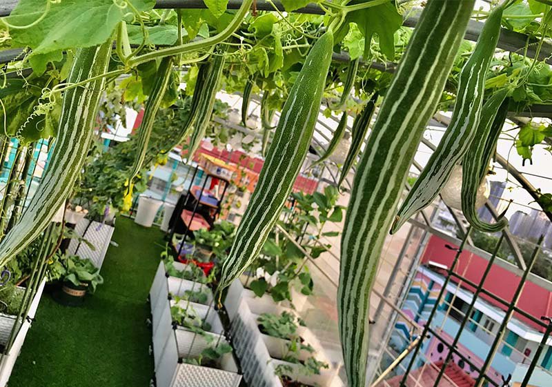 Mẹ đảm Sài Gòn làm vườn sân thượng 80m2 đẹp mỹ mãn, bội thu rau trái khủng, đều tăm tắp - 6