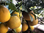 Tiêu dùng - Hí hửng mua cây bưởi tiền triệu về trưng Tết, người đàn ông "ngã ngửa" vì bị lừa ngoạn mục