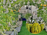 Nhà đẹp - Mẹ đảm Sài Gòn làm vườn sân thượng 80m2 đẹp mỹ mãn, bội thu rau trái khủng, đều tăm tắp