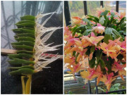 Nhà đẹp - 3 loại hoa đẹp nên được giâm cành vào mùa đông, sang mùa xuân rễ ra trắng gốc