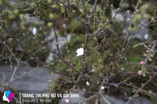 Các cây nhất chi mai được ghép với nhau có nhiều màu sắc hoa khác nhau.