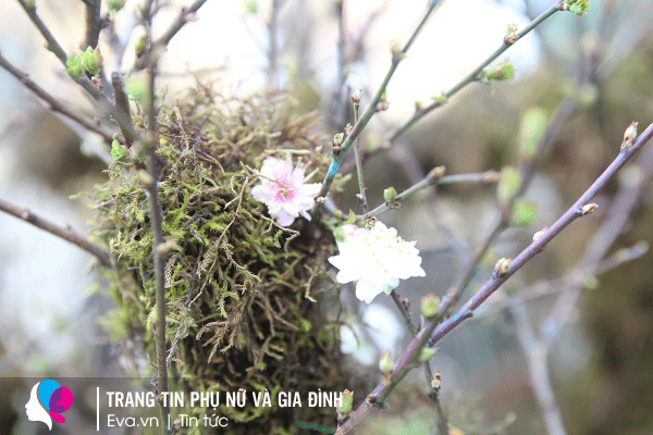 Ngoài màu trắng tinh khôi, còn có những bông hoa cánh hồng nhạt.