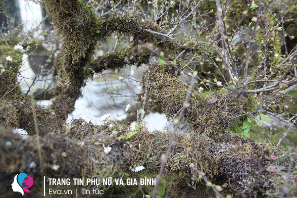 Các thân cây còn được phủ màu của rêu, điều này gây ấn tượng mạnh đối với người xem.