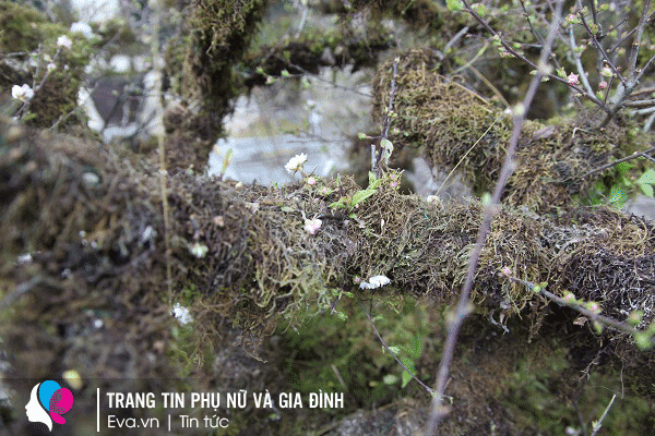 Không chỉ có hoa ở các cảnh nhỏ, ở thân cây cũng có hoa nở chúm chím với đa dạng sắc màu.