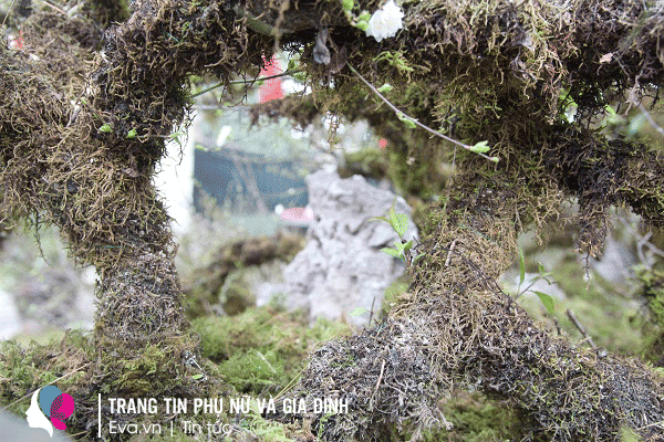 Thân mai nhìn thoáng quá tóat lên vẻ cổ kính, hoang sơ.