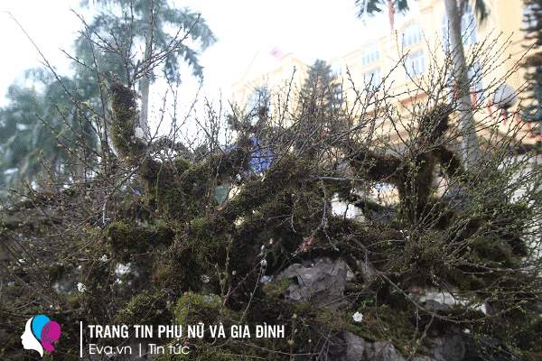 Với thời tiết thuận lợi, những nụ hoa sẽ bung nở vào đúng dịp Tết Nguyên đán.