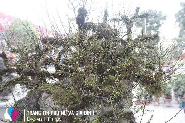 Không chỉ có hoa, trên mỗi cành nhỏ còn có rất nhiều lộc non mơn mởn.