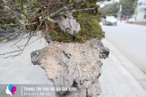 Thân gỗ lim vẫn để mộc mạc, nguyên bản để giữ vẻ hoang sơ của tự nhiên.