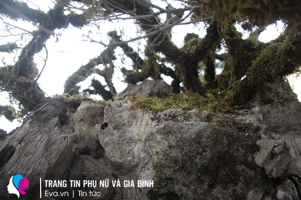 Các tảng đá nguyên khối cũng bắt đầu phủ rêu phong.