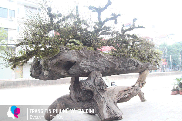 Ngoài sự cầu kỳ khi ghép 9 cây nhất chi mai với nhau, tác phẩm còn được đặt - ghép trên thân cây gỗ lim đồ sộ.