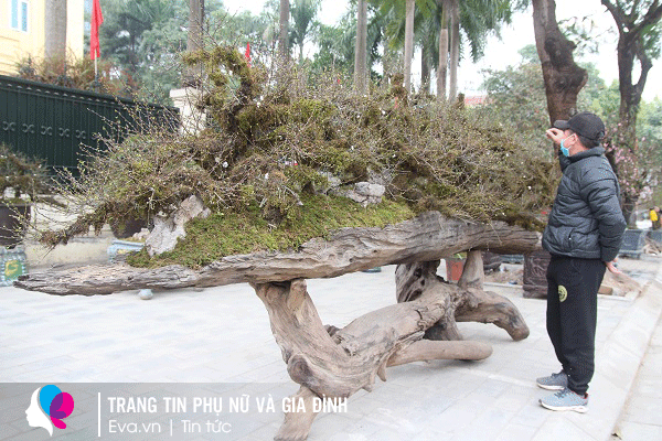 Tác phẩm Cửu Long quy tụ mới được cho xuống phố Hà Nội vài hôm và được chủ nhân chăm chút rất kỹ lưỡng.