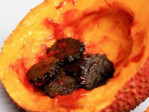 Ăn gấc mọi người chỉ dùng phần cùi đỏ, bộ phận là “tiên dược” lại vứt vào sọt rác