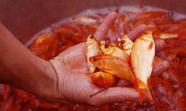 Chuyên gia cho rằng nên dùng cá chép ta để cúng ông Công, ông Táo.