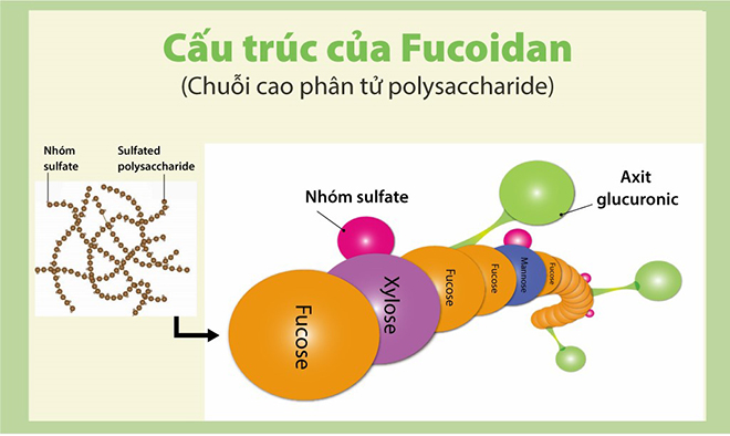 Nguồn: Viện nghiên cứu Fucoidan NPO (Nhật Bản)