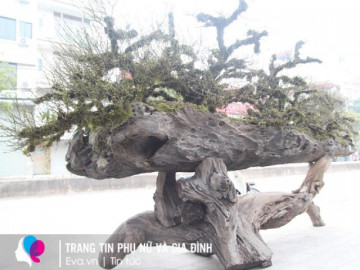 Mai khủng “Cửu Long quy tụ” xuống phố, khách hỏi thuê 150 triệu chơi Tết chủ vẫn lắc đầu