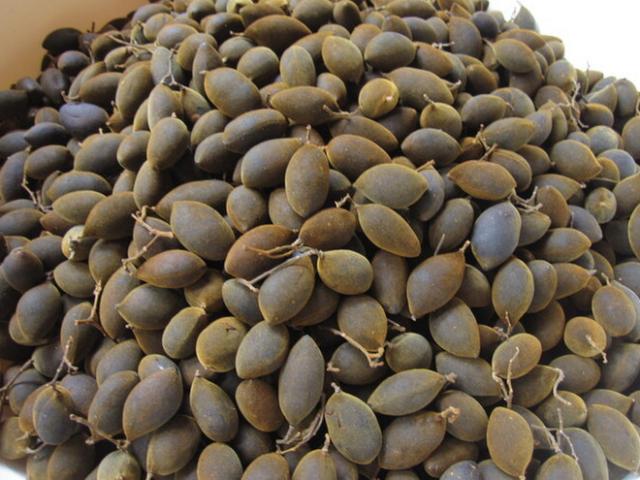 Loại quả xưa có đầy không ai ăn, giờ thành đặc sản được nhiều người mê tít, 250.000/kg