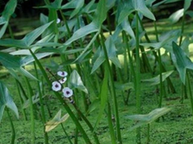 Loại rau dại xưa nhổ vứt đi, nay là đặc sản ngon nổi tiếng không có hàng để bán, 100.000đồng/kg