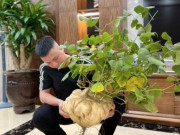 Tiêu dùng - Xuất hiện cây cảnh trưng Tết "độc nhất Việt Nam", thánh mua hàng online thi nhau chốt giá tiền tỷ