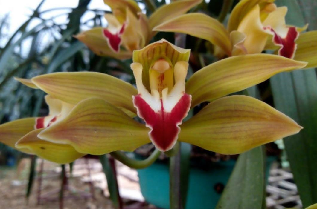 Các loại cây, hoa cảnh Tết amp;#34;rẻ như choamp;#34;, từ 13 nghìn đã sắm được - 1