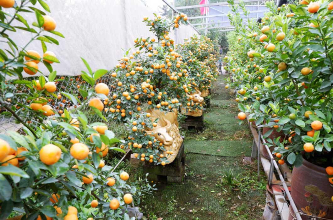 Các loại cây, hoa cảnh Tết amp;#34;rẻ như choamp;#34;, từ 13 nghìn đã sắm được - 10