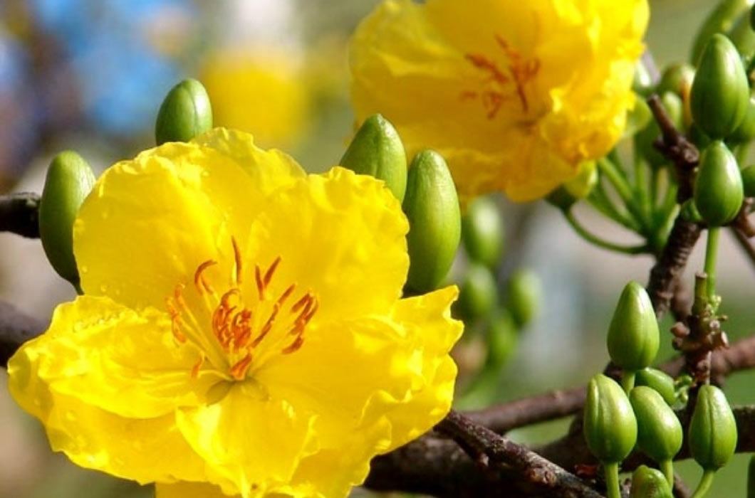 Các loại cây, hoa cảnh Tết amp;#34;rẻ như choamp;#34;, từ 13 nghìn đã sắm được - 12