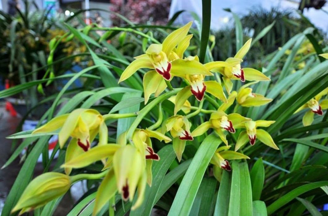 Các loại cây, hoa cảnh Tết amp;#34;rẻ như choamp;#34;, từ 13 nghìn đã sắm được - 2