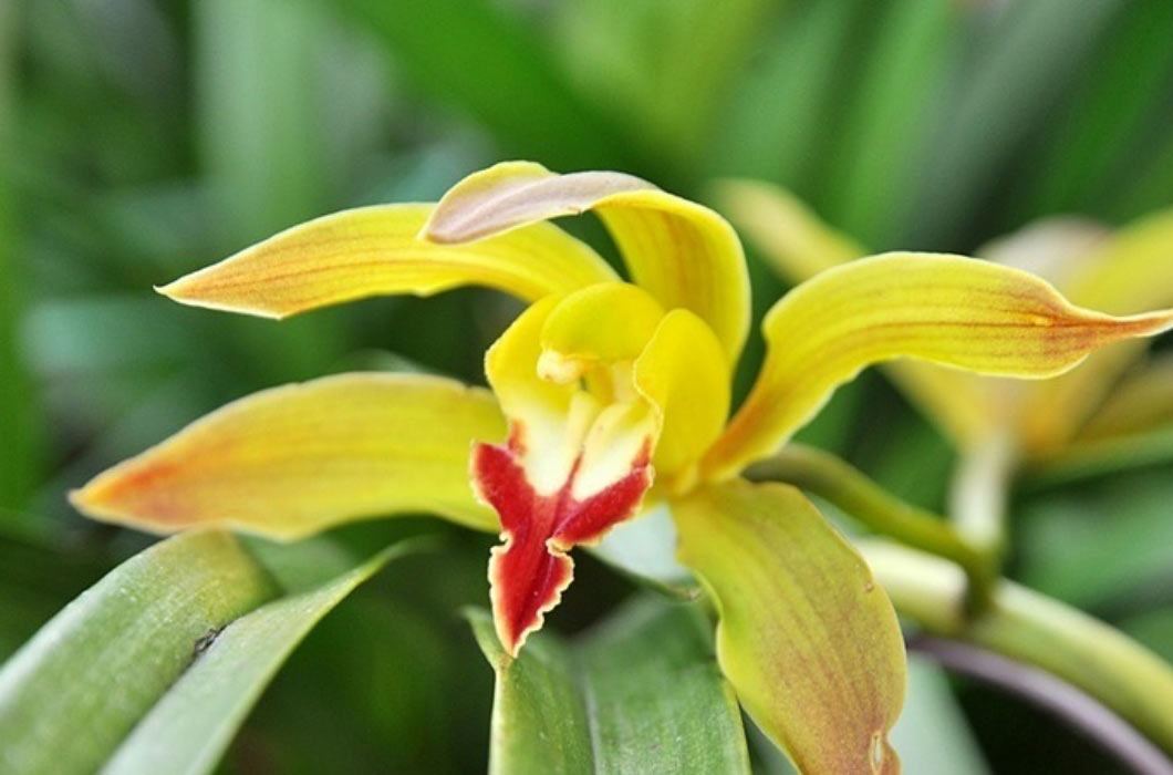 Các loại cây, hoa cảnh Tết amp;#34;rẻ như choamp;#34;, từ 13 nghìn đã sắm được - 4