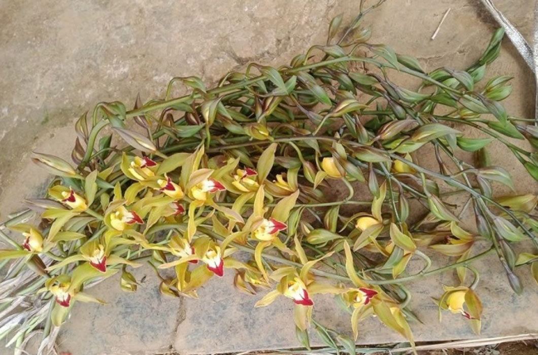 Các loại cây, hoa cảnh Tết amp;#34;rẻ như choamp;#34;, từ 13 nghìn đã sắm được - 5