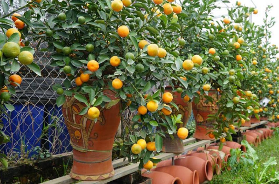 Các loại cây, hoa cảnh Tết amp;#34;rẻ như choamp;#34;, từ 13 nghìn đã sắm được - 8