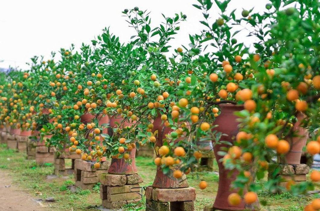 Các loại cây, hoa cảnh Tết amp;#34;rẻ như choamp;#34;, từ 13 nghìn đã sắm được - 9