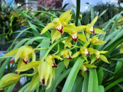 Tiêu dùng - Các loại cây, hoa cảnh Tết "rẻ như cho", từ 13 nghìn đã sắm được