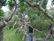 Xem ăn chơi - Bí ẩn vườn cây cổ thụ xoắn ốc dị thường ở Canada