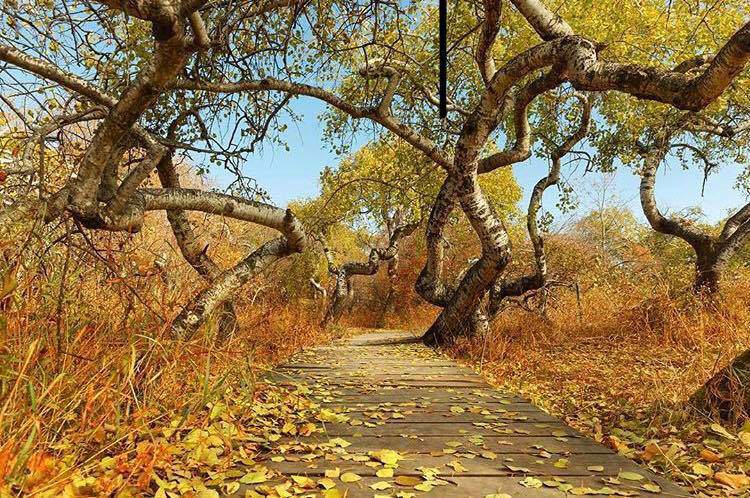 Rừng cây dương mọc cong queo khác thường thu hút nhiều khách du lịch và các nhà khoa học.