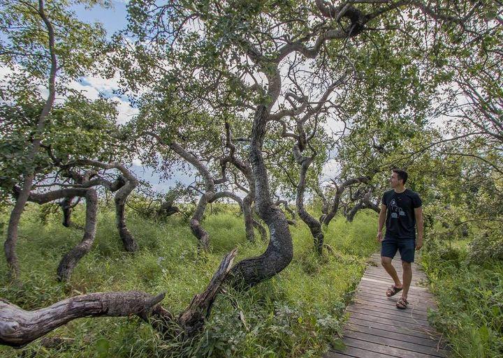 Bí ẩn vườn cây cổ thụ xoắn ốc dị thường ở Canada - 3