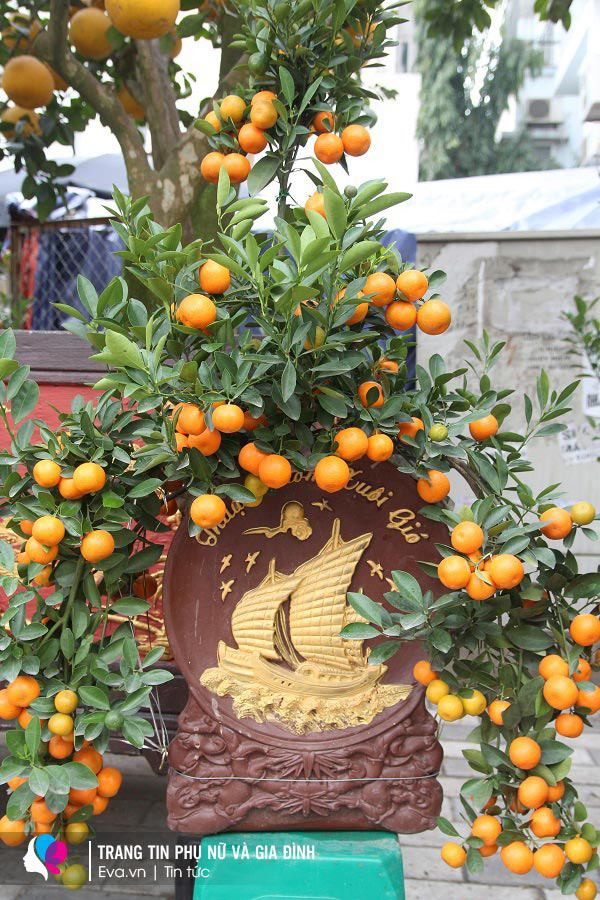 Lộ diện những cây đào, quất amp;#34;khủngamp;#34; Tết 2022 ở vỉa hè: Người bán chia sẻ bất ngờ - 16