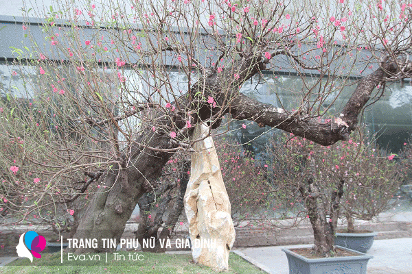 Một gốc đào có tuổi đời hàng chục năm, có dáng - thế đẹp có giá 80 triệu đồng.