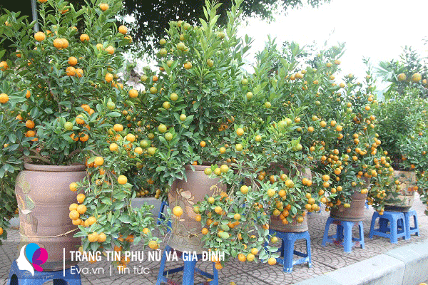 img alt src/upload/1-2022/images/2022-01-23/image_dai_dien_gif19-1642948708-642-width600height400.gif stylewidth: 600px; height: 400px; /