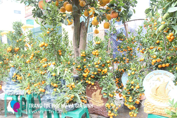 img alt src/upload/1-2022/images/2022-01-23/a3-1642949136-985-width600height900.jpg stylewidth: 600px; height: 900px; /