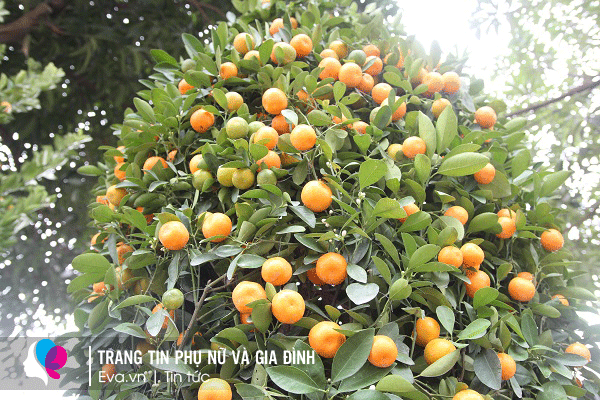 Lộ diện những cây đào, quất amp;#34;khủngamp;#34; Tết 2022 ở vỉa hè: Người bán chia sẻ bất ngờ - 14