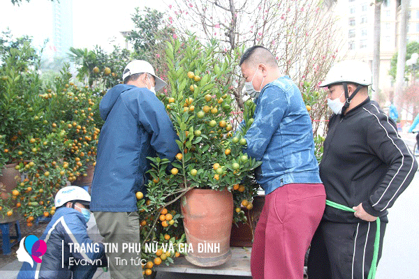 Một số loại quất cảnh ở phân khúc thấp hơn, dù được tạo dáng khá đẹp nhưng số người mua không nhiều.