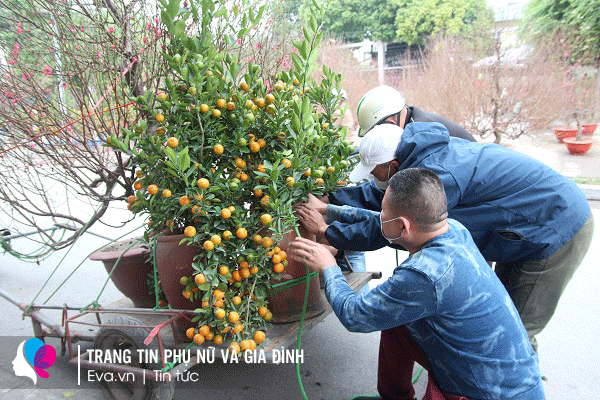 Lộ diện những cây đào, quất amp;#34;khủngamp;#34; Tết 2022 ở vỉa hè: Người bán chia sẻ bất ngờ - 12