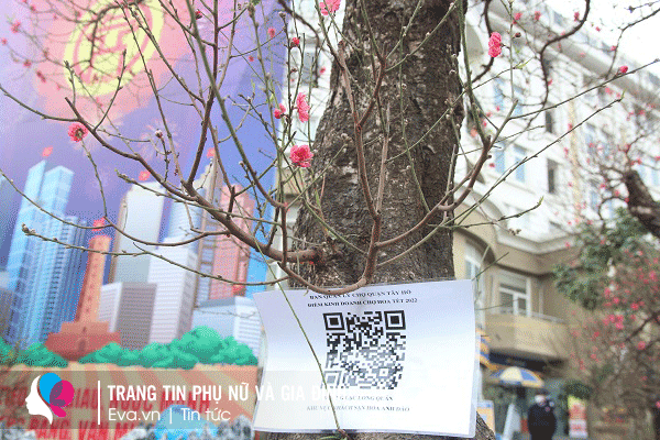 Lộ diện những cây đào, quất amp;#34;khủngamp;#34; Tết 2022 ở vỉa hè: Người bán chia sẻ bất ngờ - 2