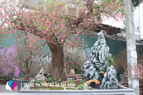 Lộ diện những cây đào, quất amp;#34;khủngamp;#34; Tết 2022 ở vỉa hè: Người bán chia sẻ bất ngờ - 5