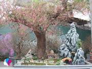 Tin tức - Lộ diện những cây đào, quất "khủng" Tết 2022 ở vỉa hè: Người bán chia sẻ bất ngờ