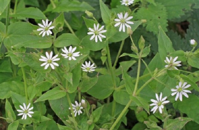 Loại rau dại xưa nhổ vứt đi, nay là đặc sản ngon nổi tiếng 70.000đồng/kg, có tiền cũng khó mua - 1